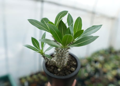 パキポディウム　ホロンベンセ　Pachypodium horombense  No.11