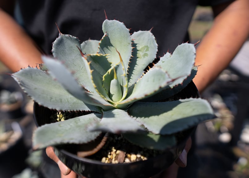 Agave guadalajarana | mana's farm:塊根植物・アガベ・ドライガ
