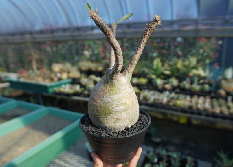 パキポディウム グラキリス Pachypodium Gracilius No.5 | ma