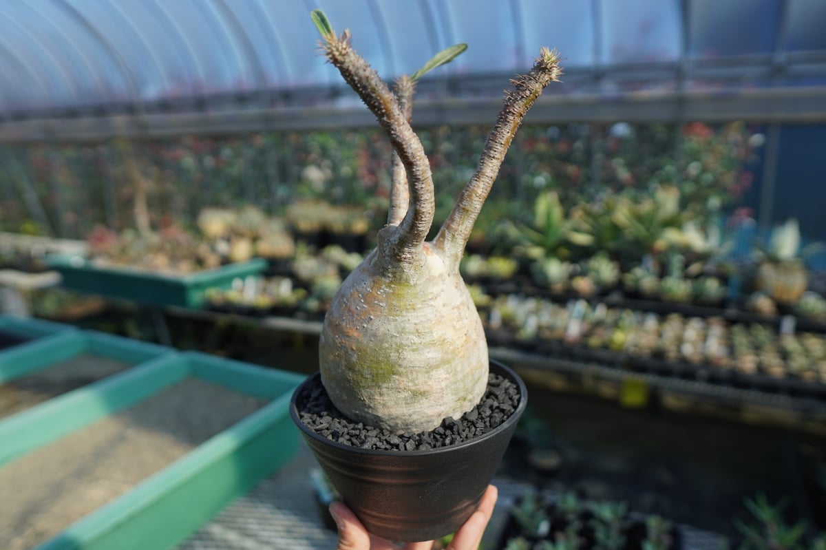 パキポディウム グラキリス Pachypodium Gracilius No.5 | ma