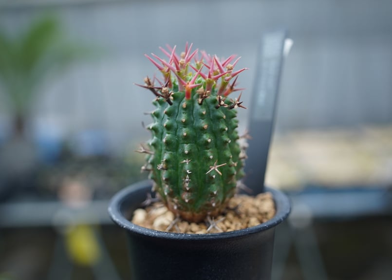 ユーフォルビア 群星冠 | mana's farm:塊根植物・アガベ・ドライ