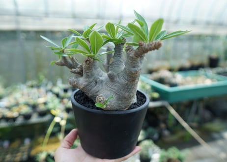 パキポディウム マカイエンセ　Pachypodium makayense　No.1