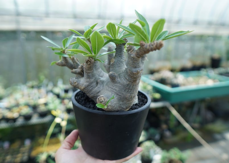 パキポディウム マカイエンセ Pachypodium makayense No.1 | man