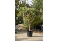 長谷川園芸産】 亀甲竜 No.2 4寸 | mana's farm:塊根植物・アガベ