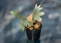 沖縄育ち アガベ実生スターターセット（5株） | mana's farm:塊根植物