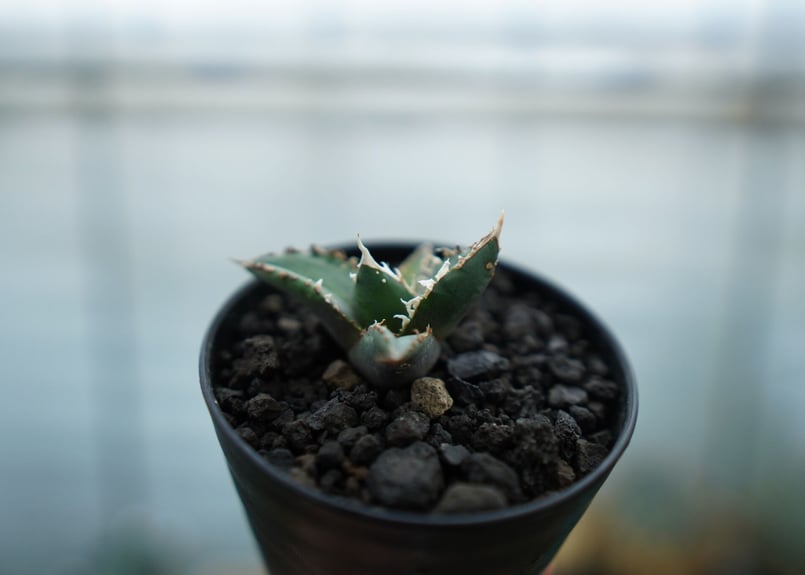 アガベ　Agave 狼人　狼人系　実生 アガベ チタノタ 狼人 1 | STELLA.PLANTS