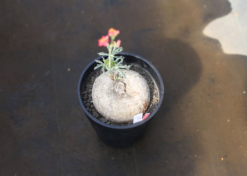 ヤトロファ・ベルランディエリ・錦珊瑚 ヤトロファ・ベルランディエリ [錦珊瑚] | ただただ植物の生長を