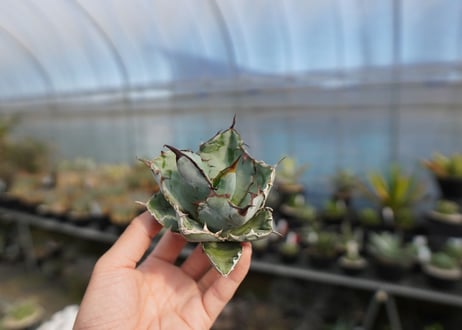 agave titanota ブラック＆ブルー　No.6