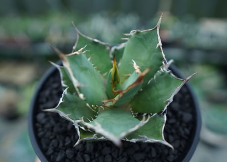 アガベ　チタノタ　FO-76　agave titanota  FO-76　No.4