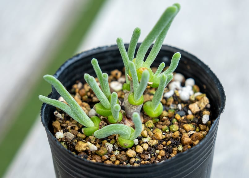 モニラリア モニリフォルメ | mana's farm:塊根植物・アガベ・ドライ