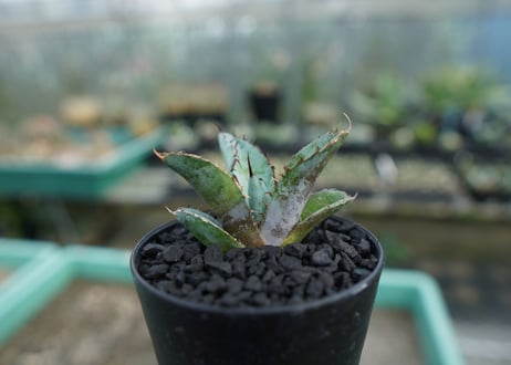 アガベ　チタノタ　 ブラックアンドブルー 　Agave titanota black and blue　No.7