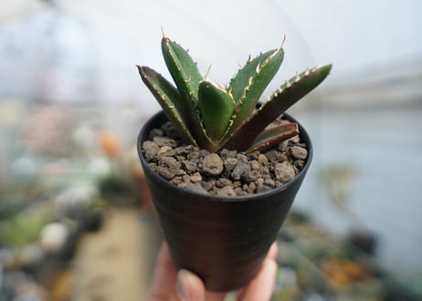 アガベ　チタノタ　鬼爪雪峰  Agave titanota “Onitsume Yukimine"　No.2