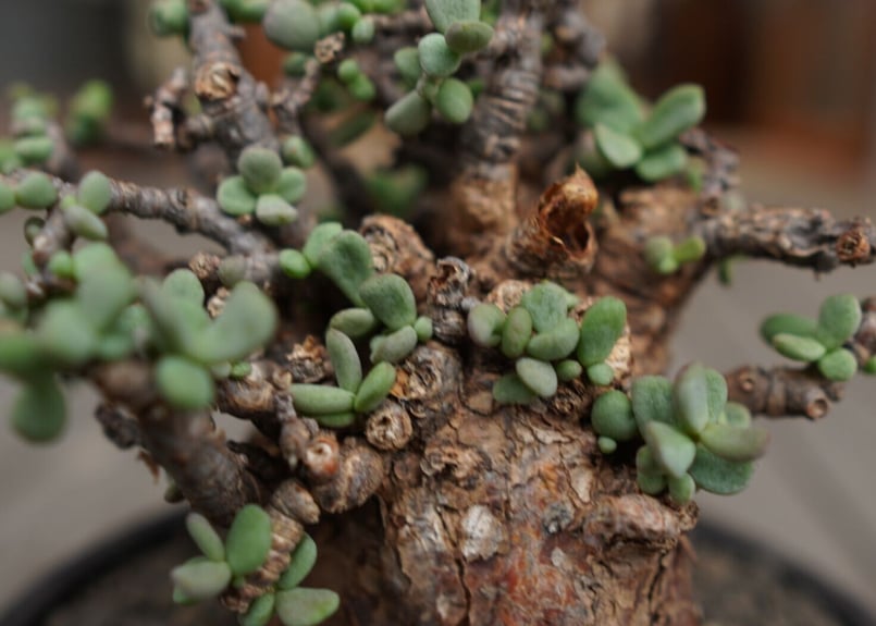 ケラリア ピグマエア Ceraria pygmaea | mana's green:塊根 ケラリア ピグマエア Ceraria pygmaea | mana's green:塊根