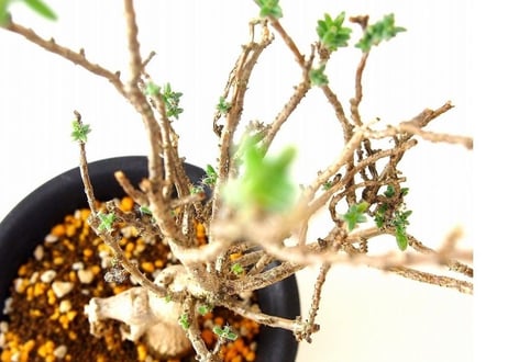姫紅小松　Trichodiadema bulbosum