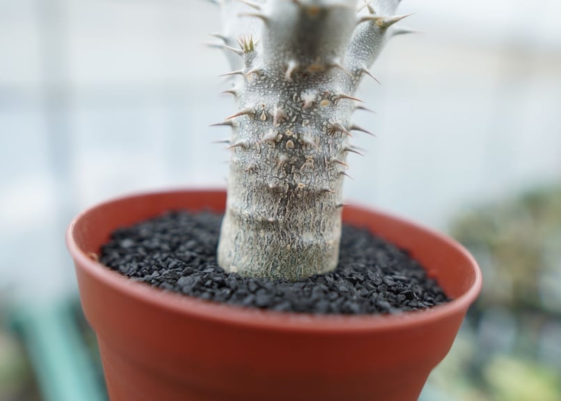 パキポディウム デンシフローラム Pachypodium densiflorum No.8 |