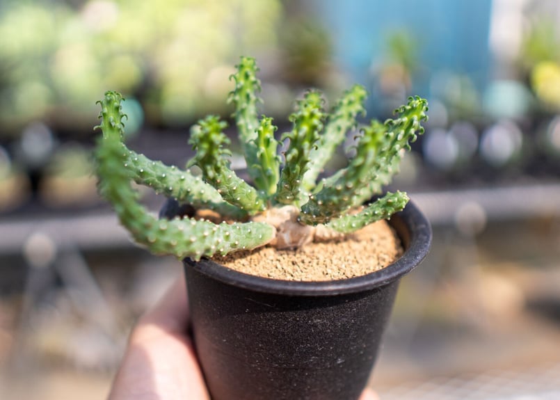 実生 チレコドン ルブロベノサス Tylecodon rubrovenosus （多肉植物 