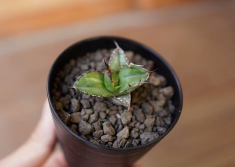 Agave titanota black＆blue 子株　No.2