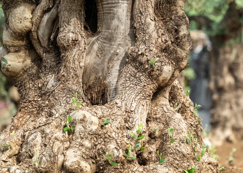 商談中。【超太幹】これぞ古木の風格｜代表選抜・輸入オリーブ《一点物