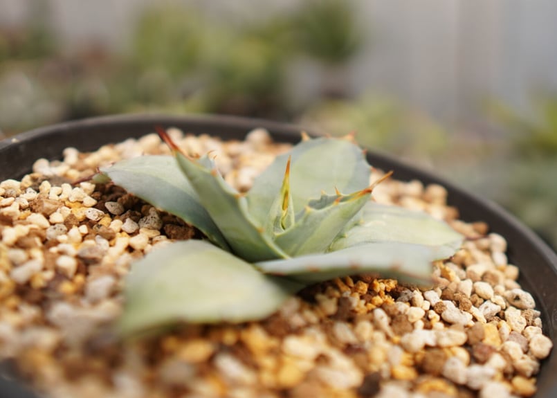 Agave parryi 吉祥天 中斑 NO.2 | mana's farm:塊根植物・アガ