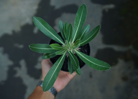 パキポディウム　恵比寿大黒　Pachypodium Densicaule　No.2