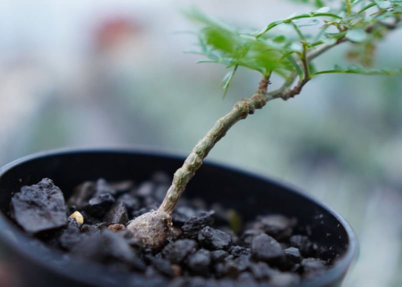 オペルクリカリア パキプス 4 （オペルクリカリア パキプス 4 観葉植物） 