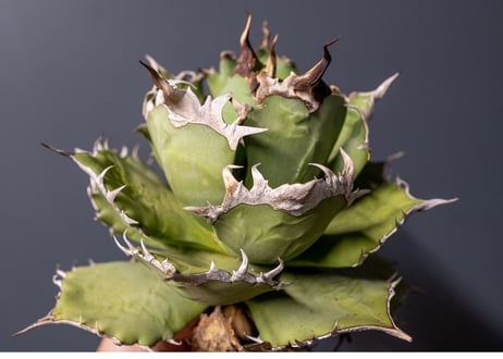 Agave titanota FO-76 P No.2 特選  子株 3株限定