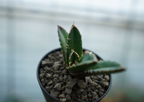 アガベ　チタノタ　鬼爪雪峰  Agave titanota “Onitsume Yukimine"　No.3