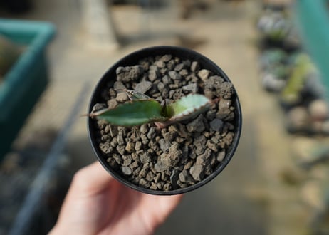 アガベ　チタノタ　 ブラックアンドブルー 　Agave titanota black and blue No.2