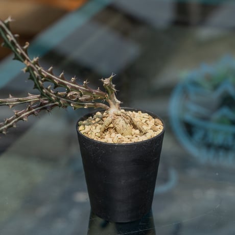 ユーフォルビアクンチー | STORES