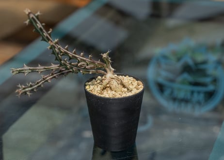 mana's green:塊根植物販売|マナズグリーン mana's green:塊根植物販売|マナズグリーン