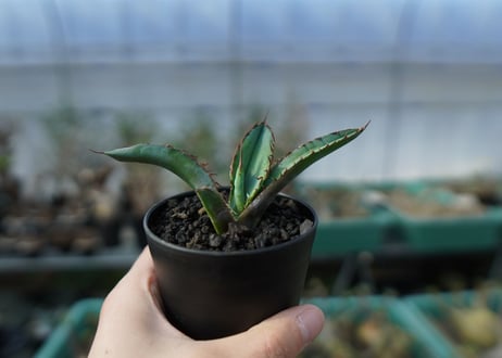 アガベ　チタノタ　 ブラックアンドブルー 　Agave titanota black and blue　A16
