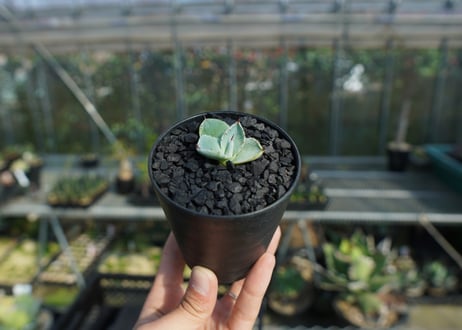 アガベ　パリー　トランカータ　Agave parryi var. truncata