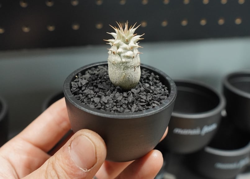 パキポディウム　ホロンベンセ(発根済み) パキポディウム ホロンベンセ – linkplants -リンクプランツ-