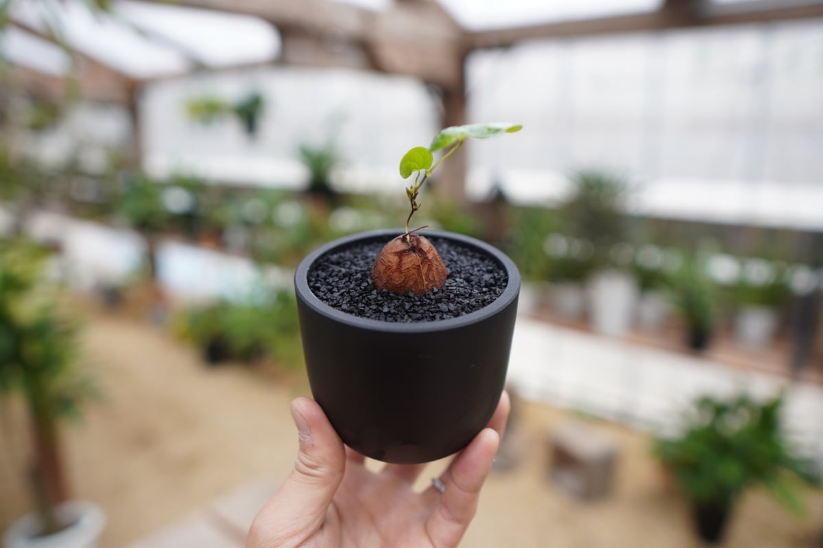亀甲竜　5株セット③ 亀甲竜 No.5 | mana's farm:塊根植物・アガベ・ドライガーデン植物販売