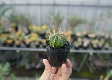 ユーフォルビア　スーパーバリダ　Euphorbia super valida  No.3