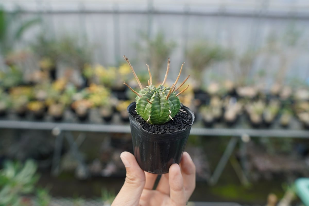 ユーフォルビア スーパーバリダ Euphorbia super valida No.3 |