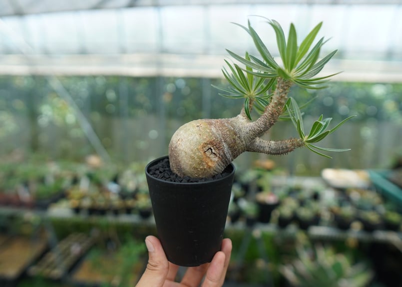パキポディウム グラキリス Pachypodium gracilius ① パキポディウム グラキリス Pachypodium gracilius 発根済 (gk-29