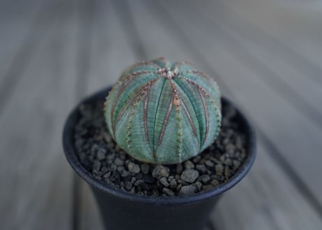 ユーフォルビア オベサ　euphorbia Obesa