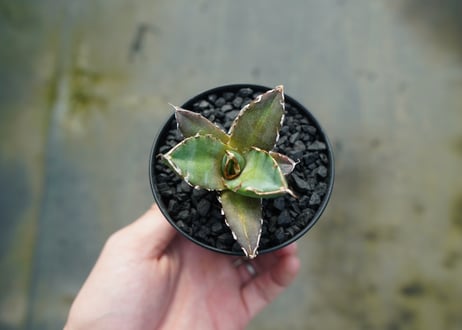 アガベ　チタノタ　鬼爪雪峰  Agave titanota “Onitsume Yukimine”
