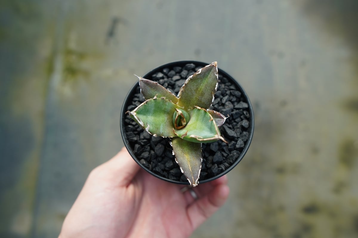 アガベ チタノタ 鬼爪雪峰 Agave titanota “Onitsume Yukimin