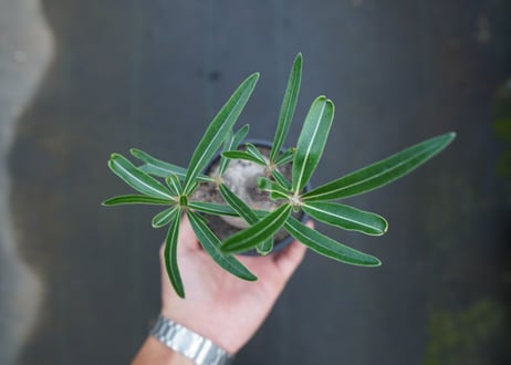 【発根管理中】パキポディウム　グラキリス　 Pachypodium Gracilius  No.10