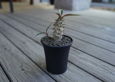 パキポディウム　バロニー　Pachypodium baronii