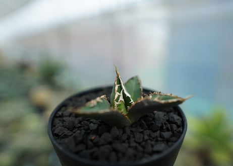 アガベ　チタノタ　狼人　agave titanota "狼人"　No.2
