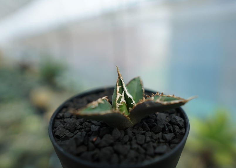 アガベ チタノタ 狼人 agave titanota 