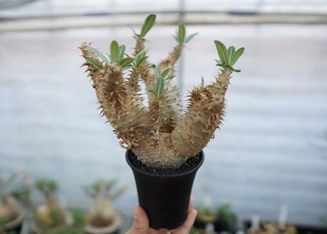 パキポディウム　デンシフローラム　Pachypodium densiflorum　No.4