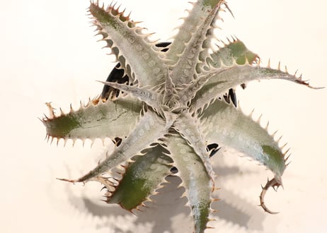 Dyckia ML#05 x delicata GF F1