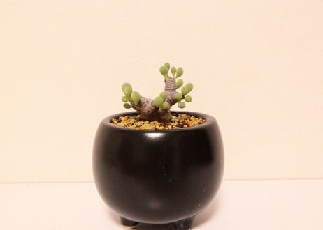 オトンナ クラビフォリア Othonna clavifolia