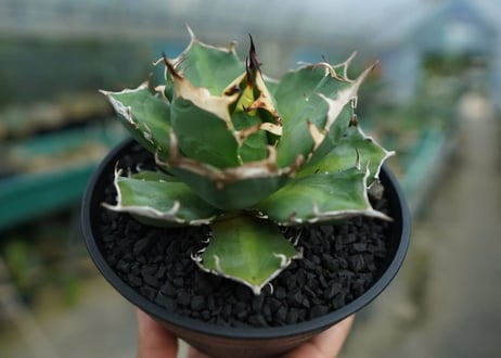 アガベ　チタノタ　鬼爪雪峰  Agave titanota “Onitsume Yukimine” 子株　No.1