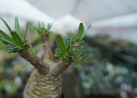 パキポディウム　グラキリス　Pachypodium  Gracilius No.5