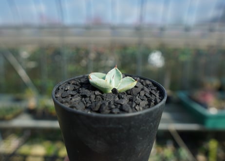 アガベ　パリー　トランカータ　Agave parryi var. truncata